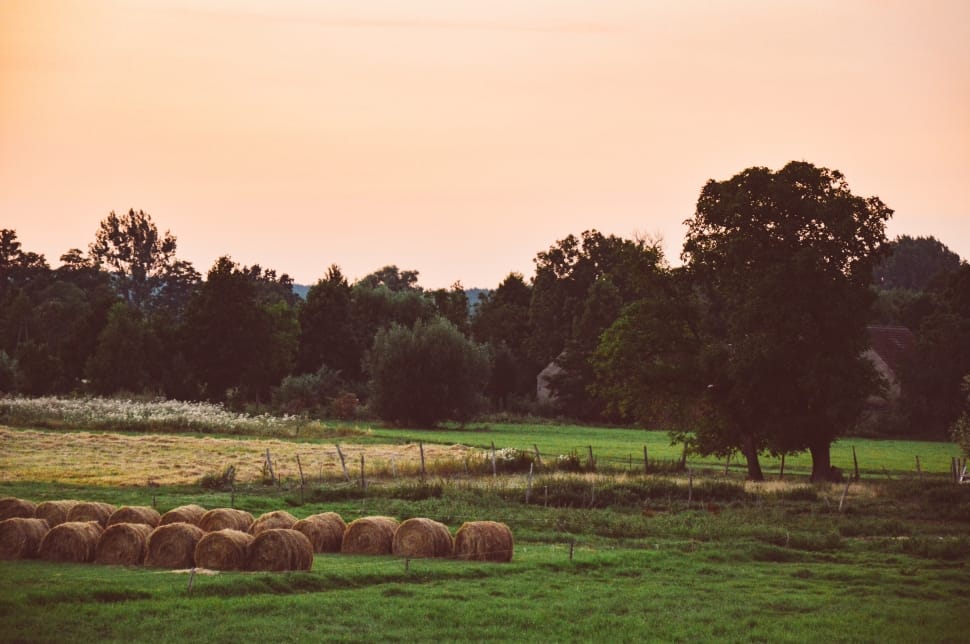 brown hay on green grass field preview