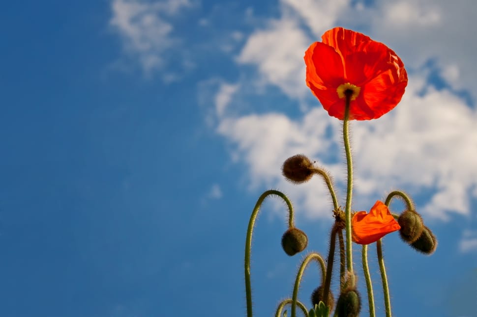 red petaled flower under white clouds and blue sky preview