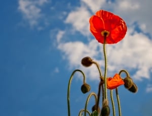 red petaled flower under white clouds and blue sky thumbnail