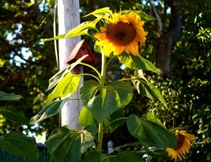 3 yellow and brown sunflowers thumbnail