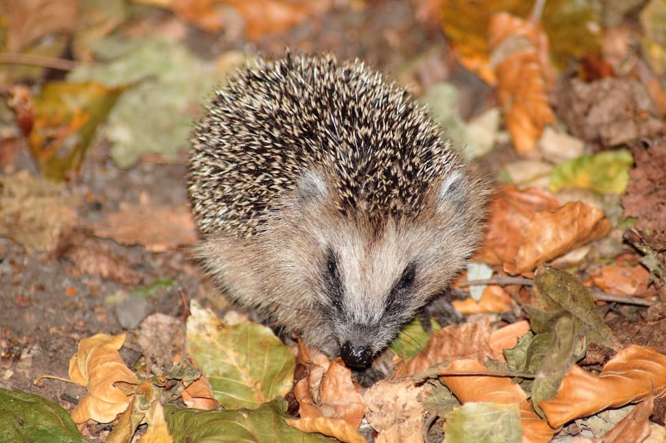 beige and black hedgehog surrounded by leafs preview