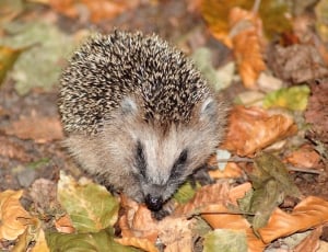 beige and black hedgehog surrounded by leafs thumbnail