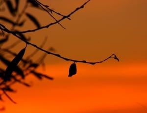 twig with leaf photo during sunset thumbnail