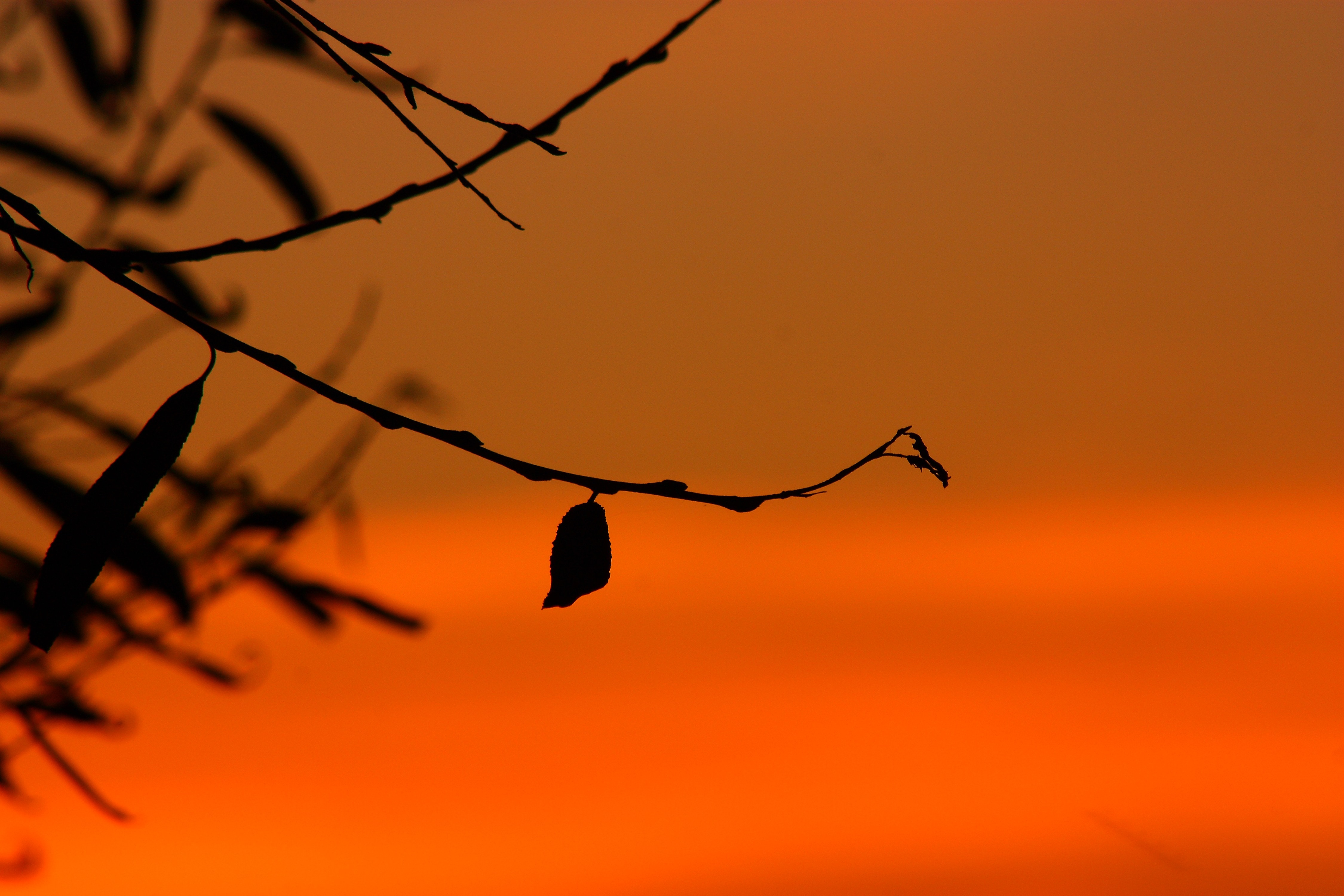 twig with leaf photo during sunset