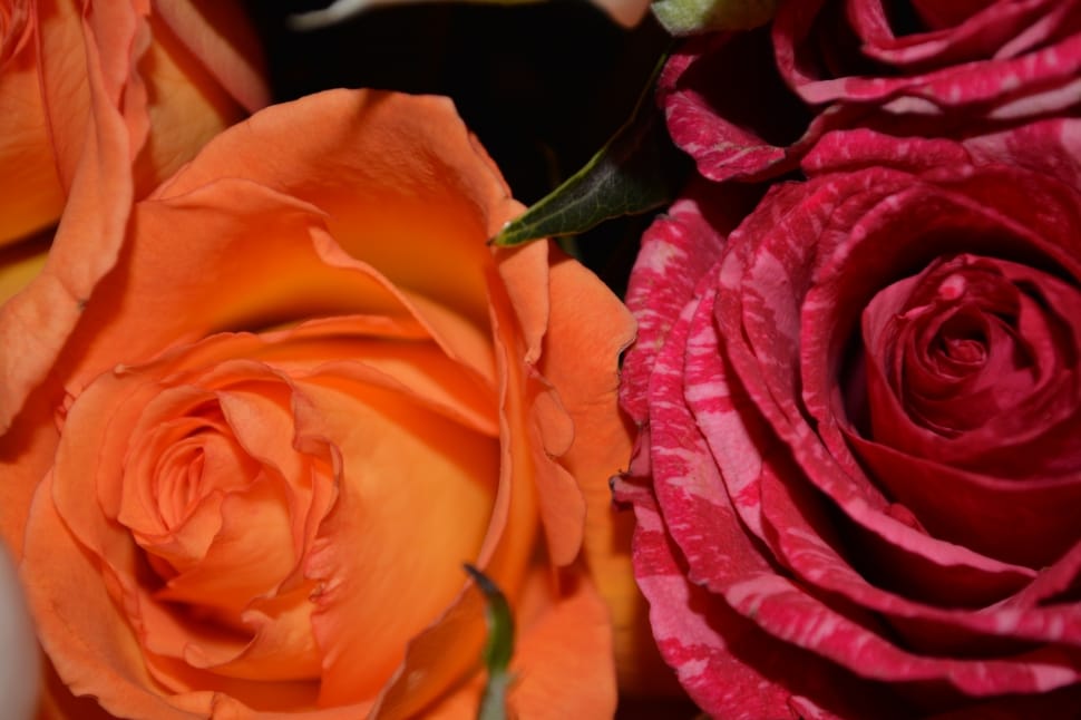orange and red roses preview