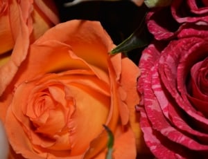 orange and red roses thumbnail