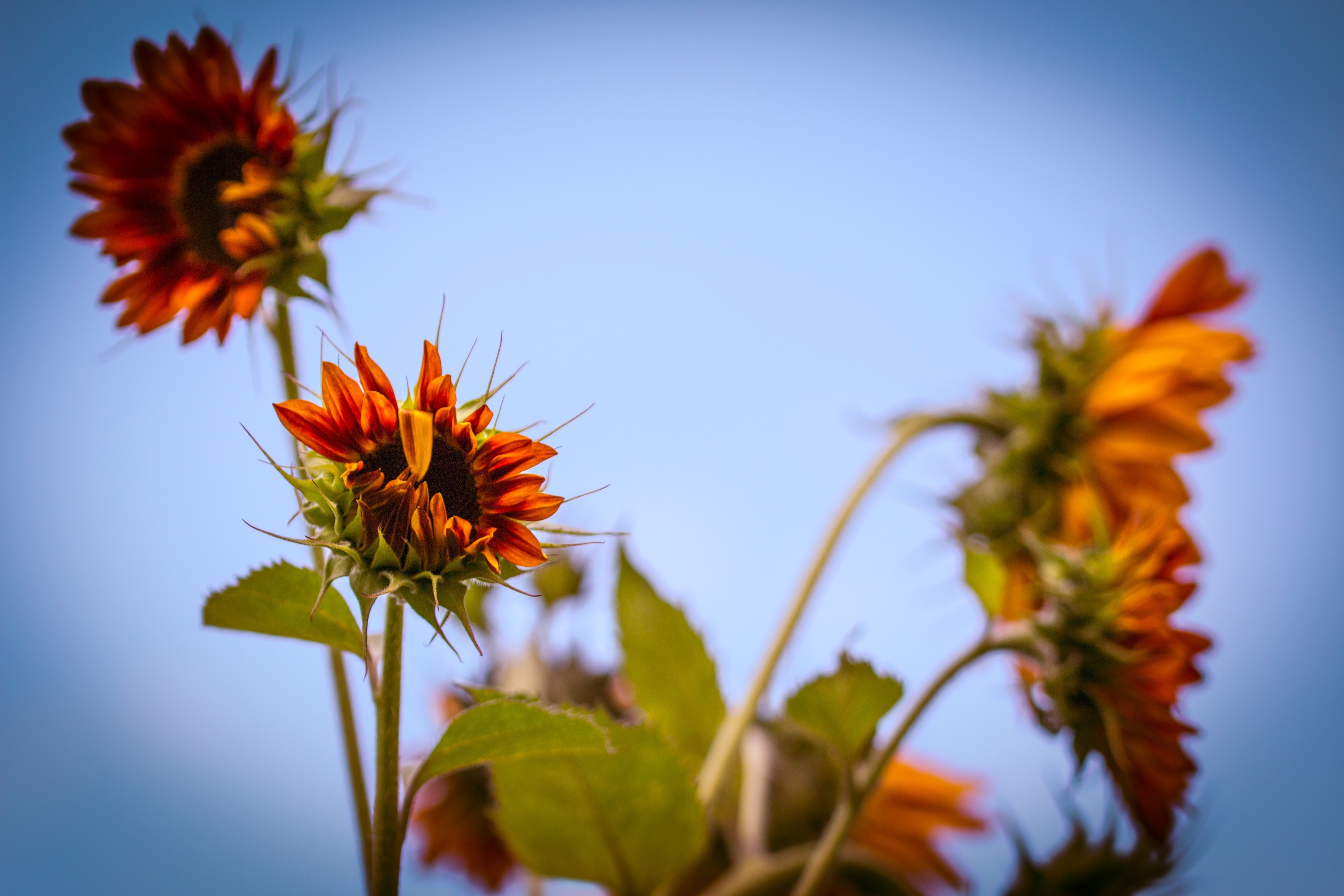 yellow and red flower