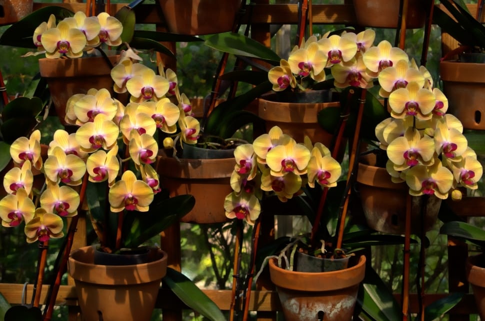 Flowers, Blooms, Botanical, Orchids, store, retail preview
