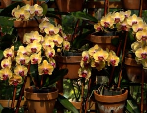 Flowers, Blooms, Botanical, Orchids, store, retail thumbnail
