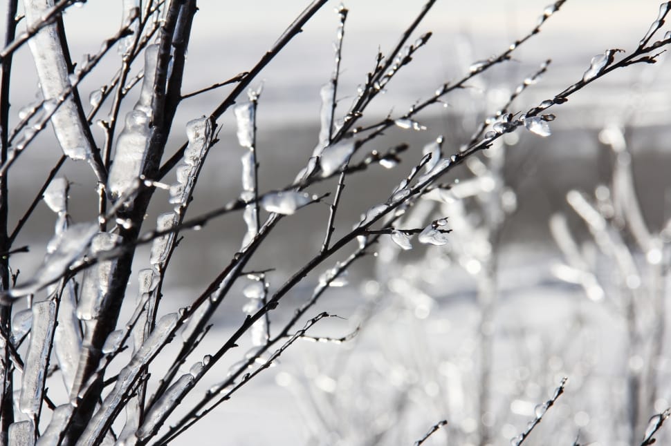 tree branch with snow photography preview