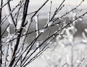 tree branch with snow photography thumbnail
