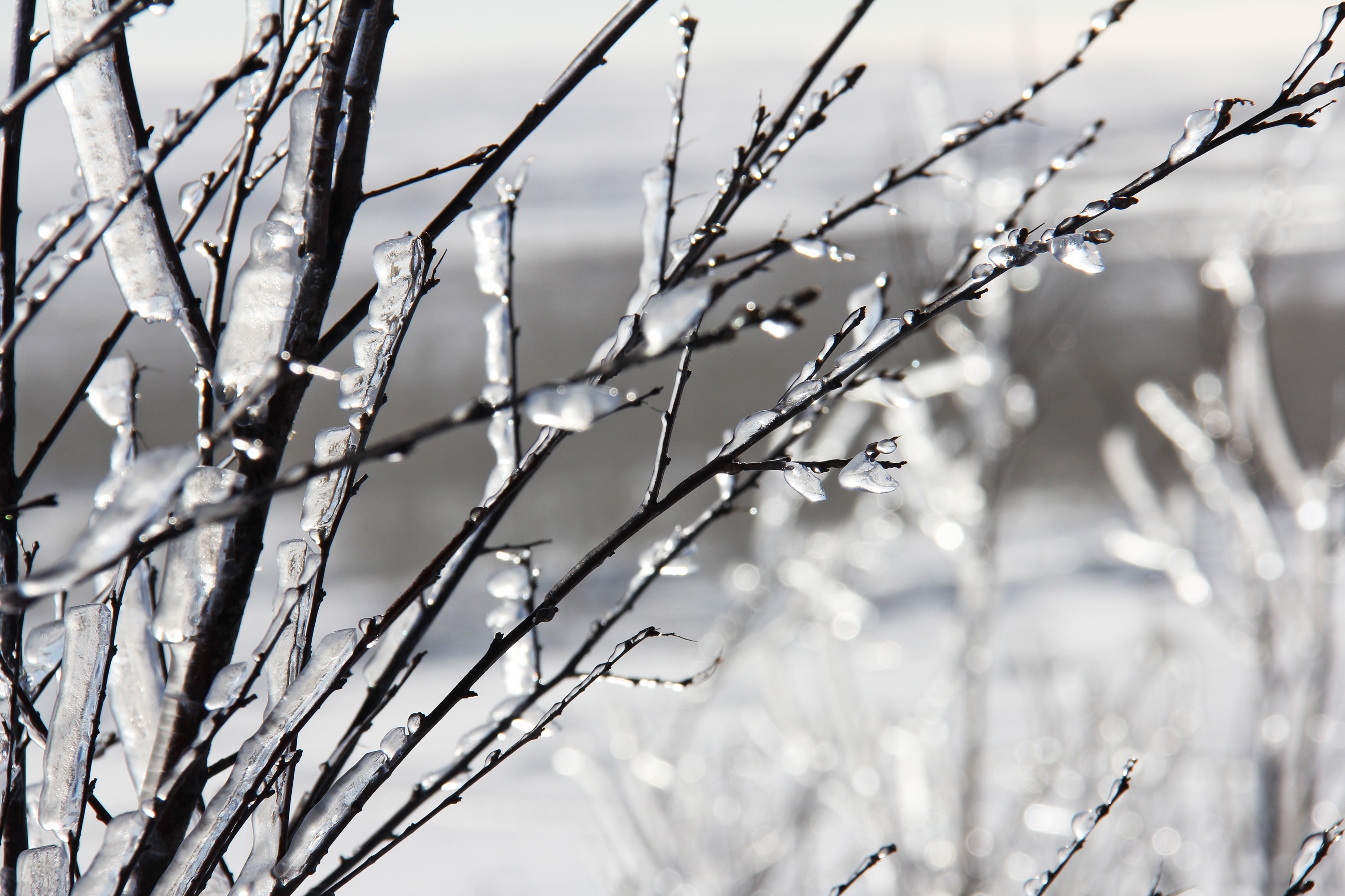 tree branch with snow photography