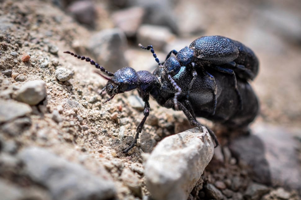 black blister beetle preview