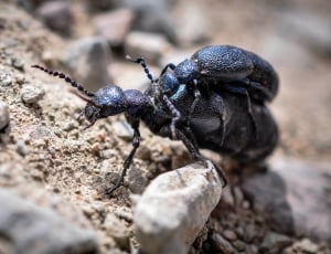 black blister beetle thumbnail