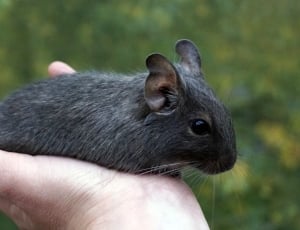 black animal on palm during daytime thumbnail