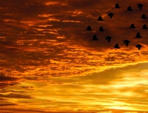 Sunset, Clouds, Birds, Evening Sky, sunset, dramatic sky thumbnail