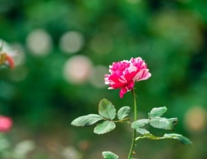 Rose, Rose Garden, Plant, Natural, flower, nature thumbnail