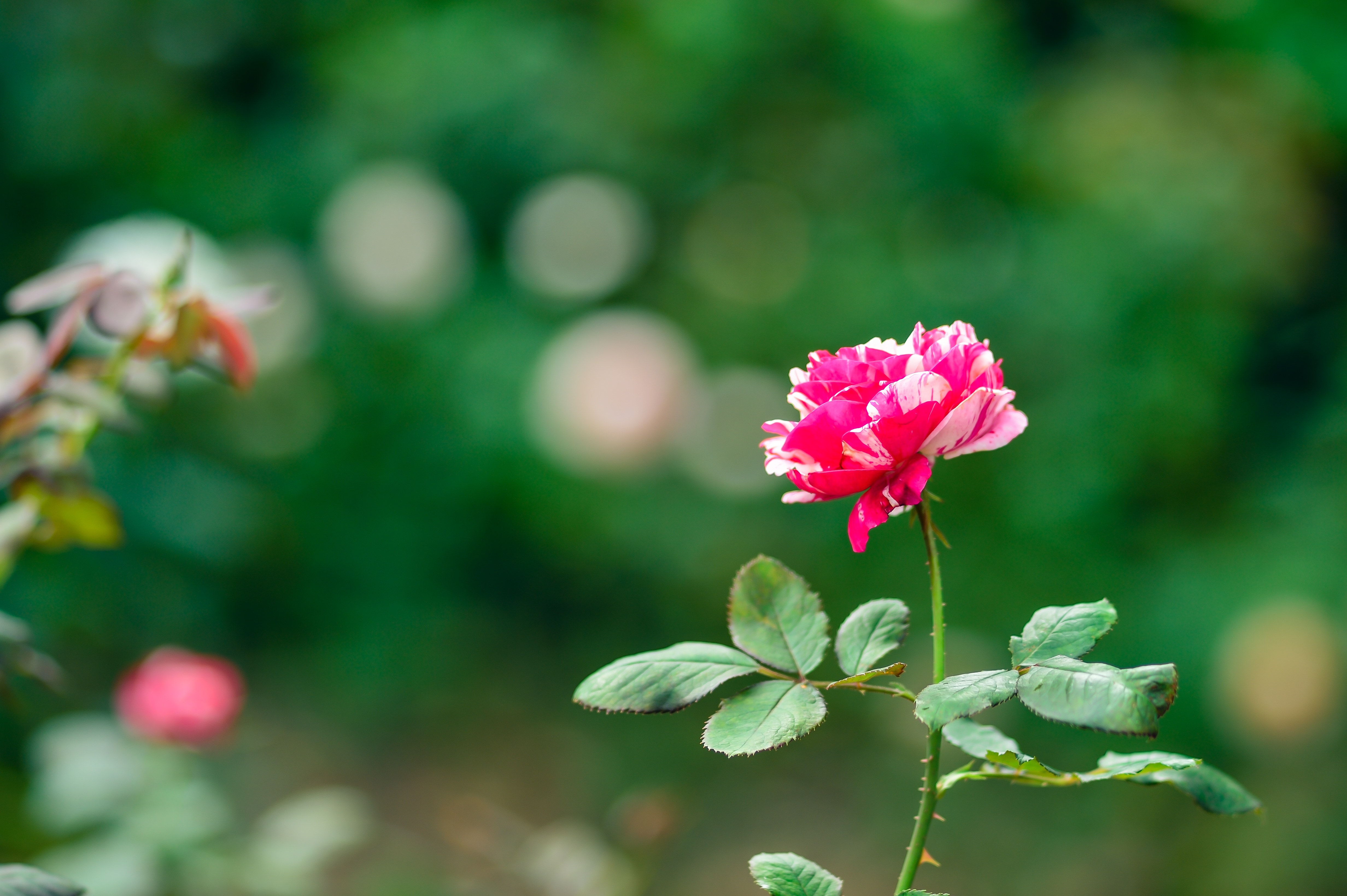 Rose, Rose Garden, Plant, Natural, flower, nature