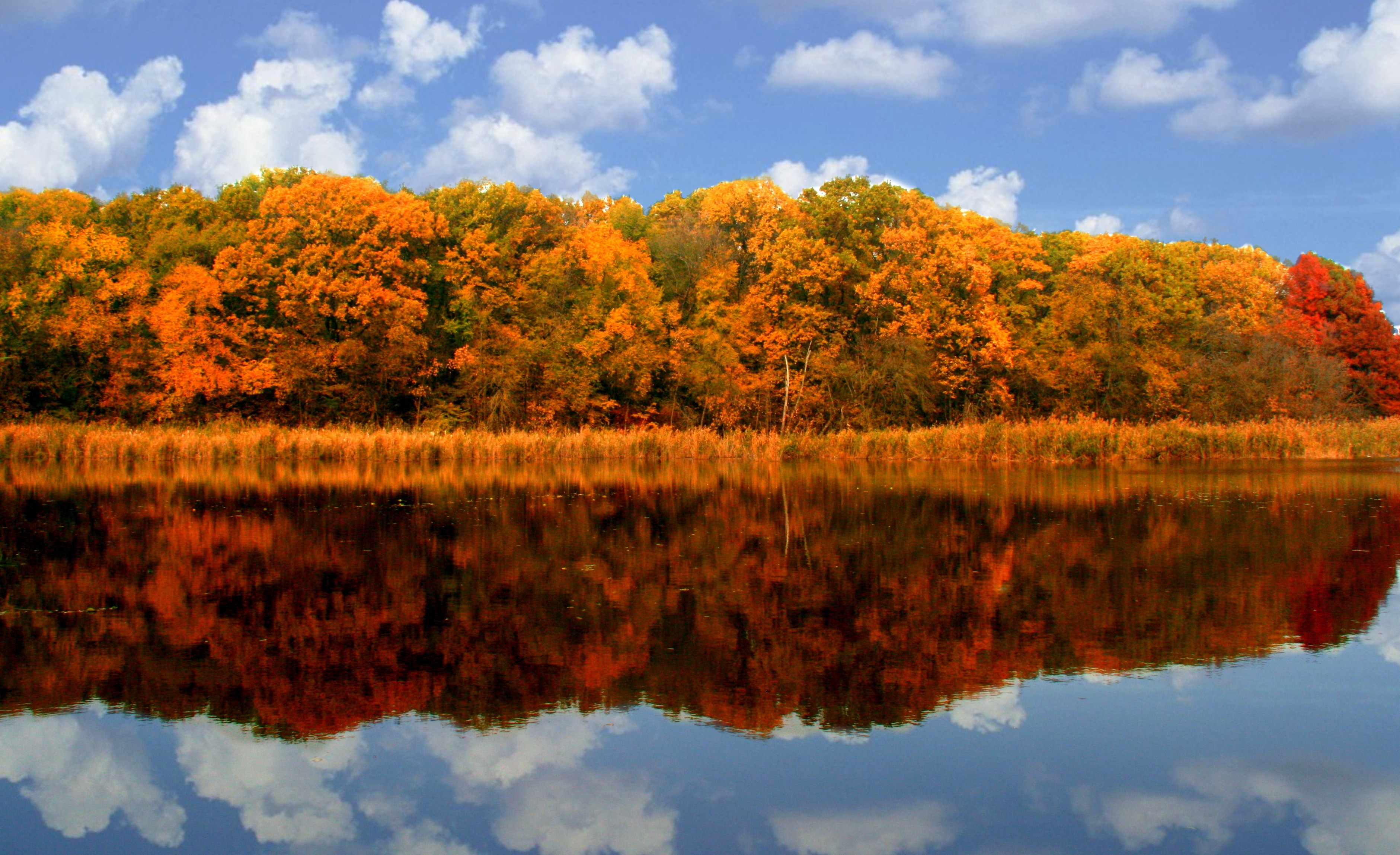 trees during fall near lake