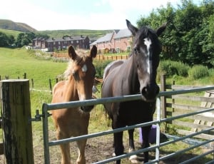 two black and brown horses thumbnail