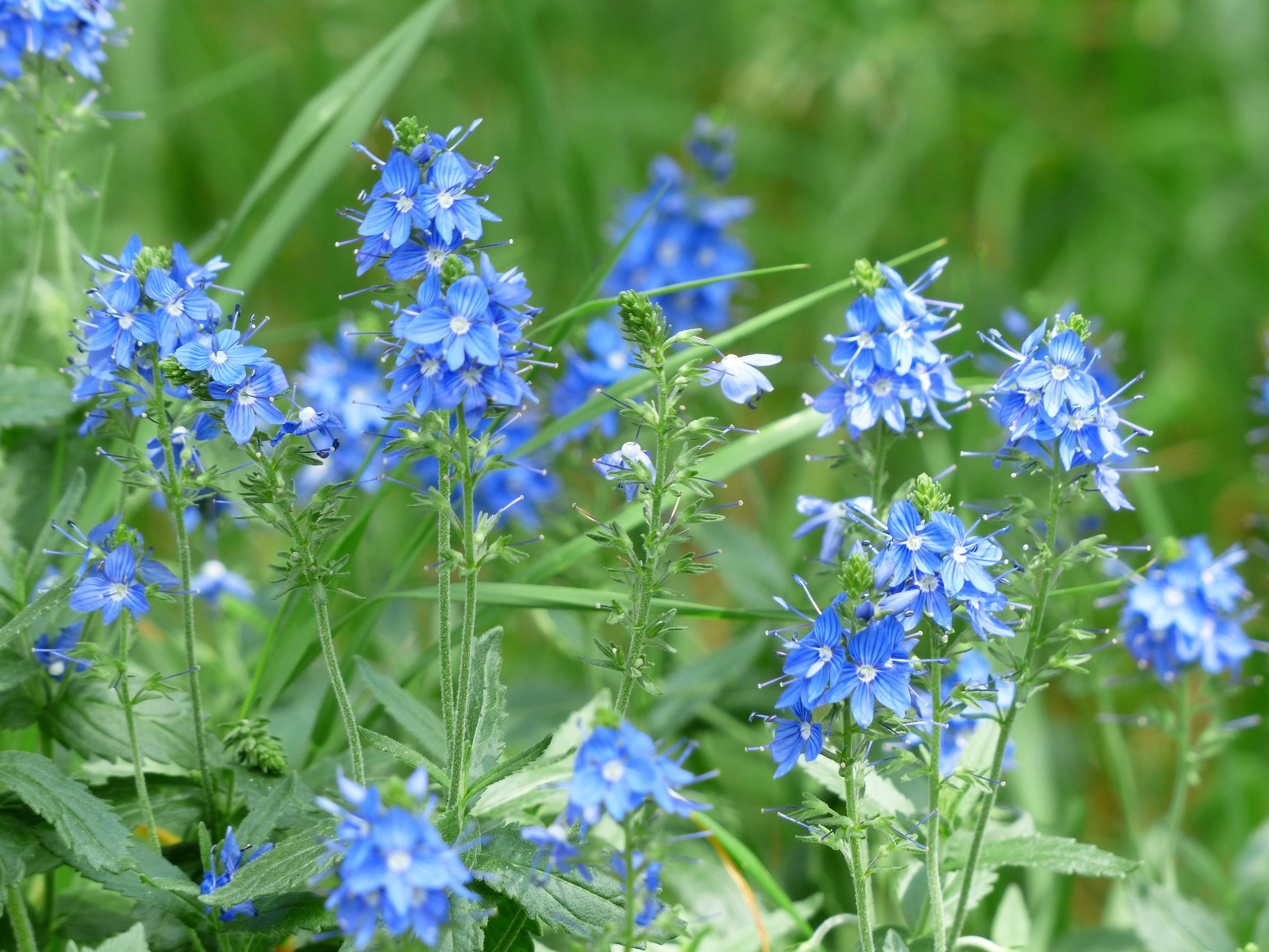 photo of a blue petal flower