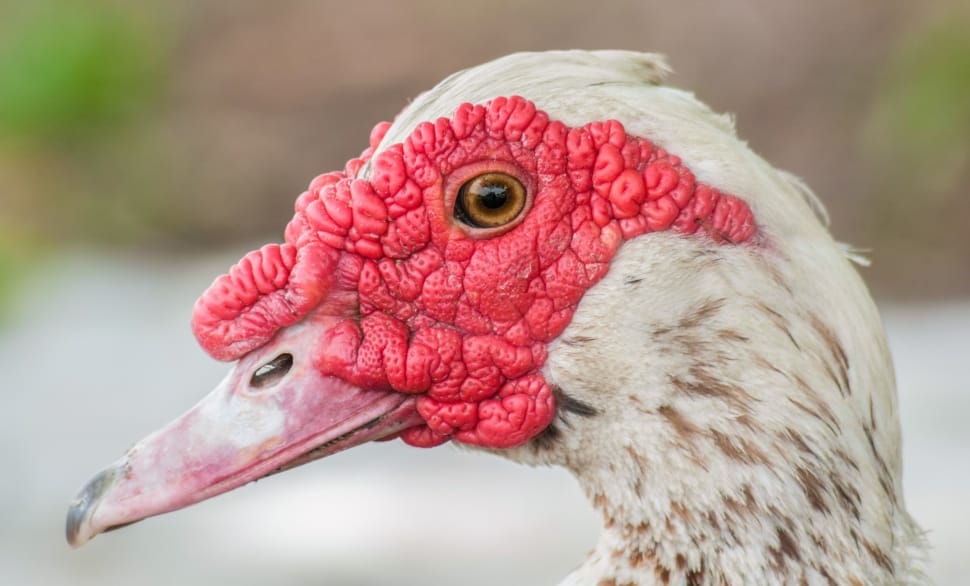 Duck, Red, Muscovy Duck, Head, Bird, close-up, bird preview