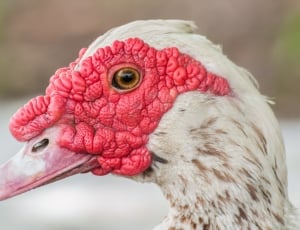 Duck, Red, Muscovy Duck, Head, Bird, close-up, bird thumbnail