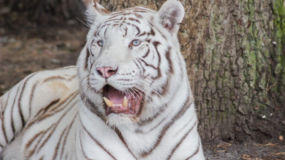 albino tiger preview