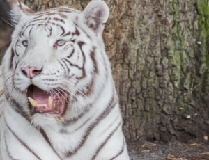 albino tiger thumbnail