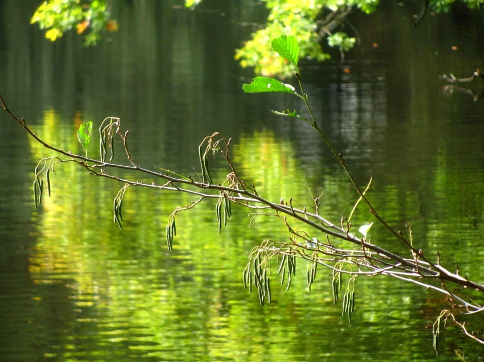 Lake, Mood, Branch, Forest, Nature, reflection, animals in the wild preview