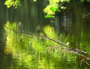Lake, Mood, Branch, Forest, Nature, reflection, animals in the wild thumbnail