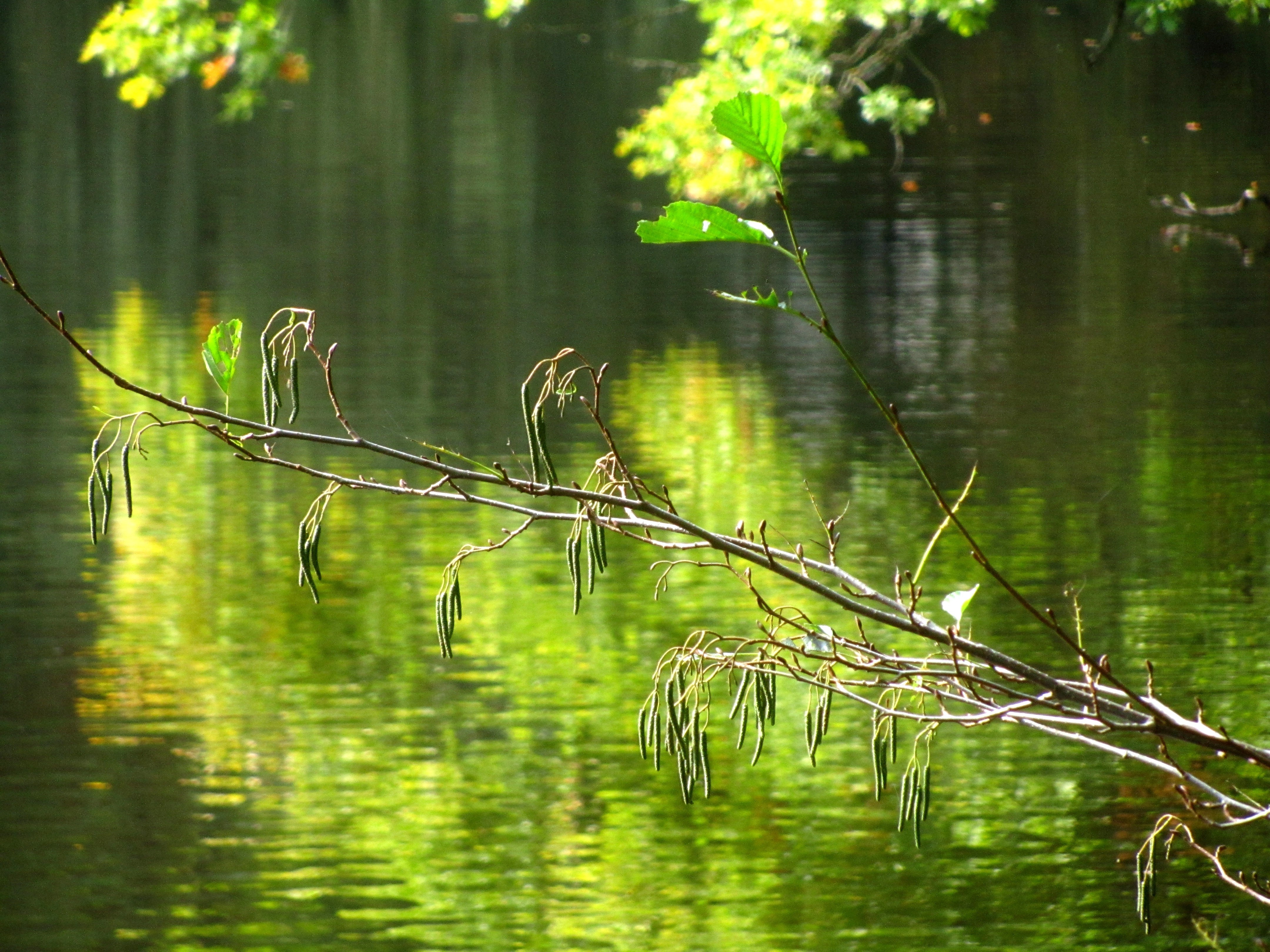 Lake, Mood, Branch, Forest, Nature, reflection, animals in the wild
