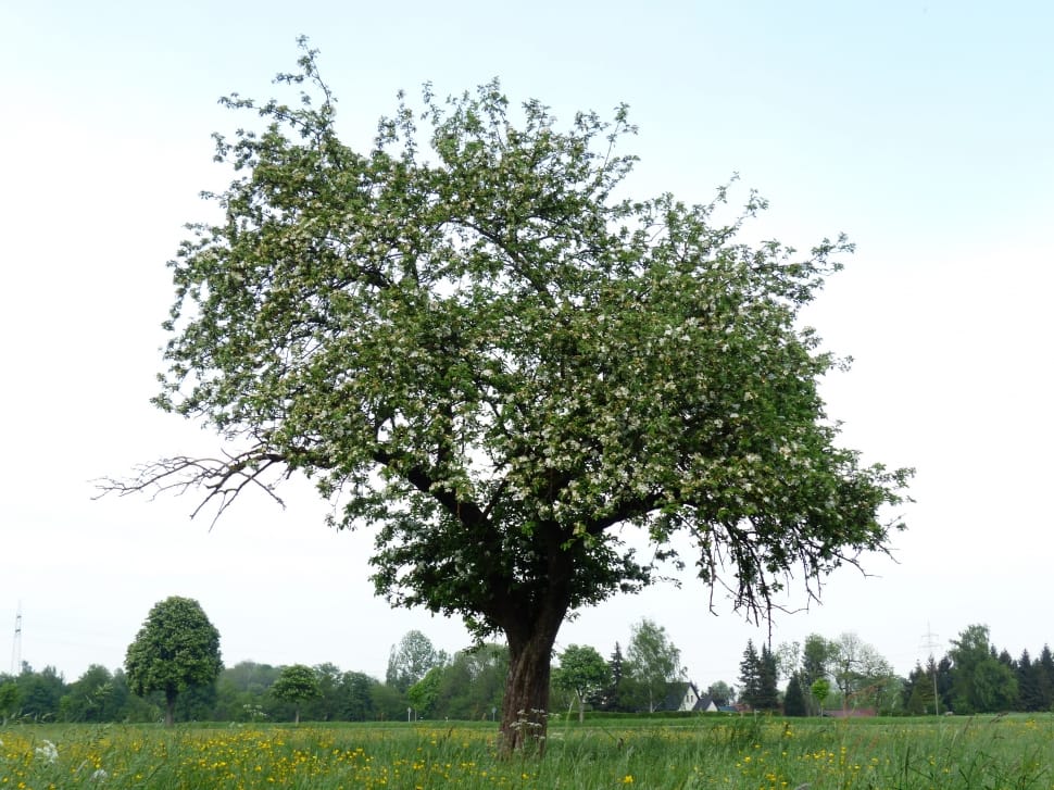 Tree, Nature, Apple Tree, Apple Blossom, tree, agriculture preview