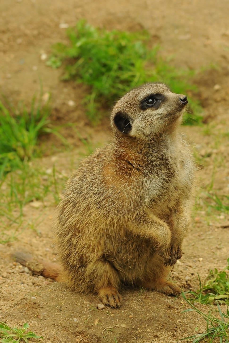 Animal, Zoo, Meerkat, one animal, animals in the wild preview