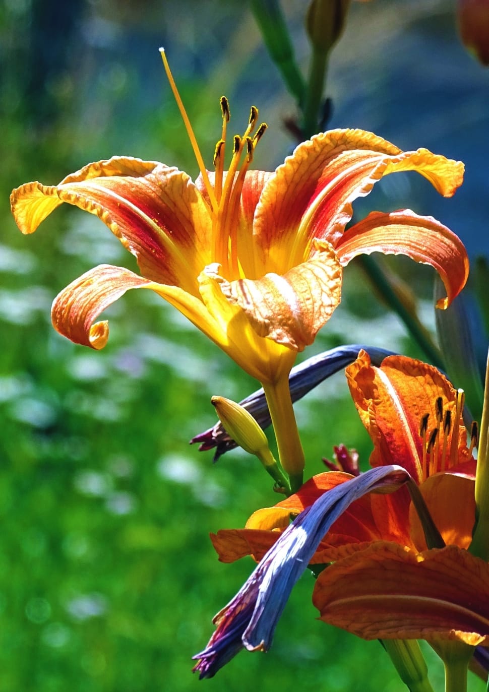 orange multi petal flower preview