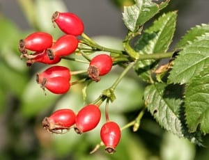 red round fruit plant thumbnail