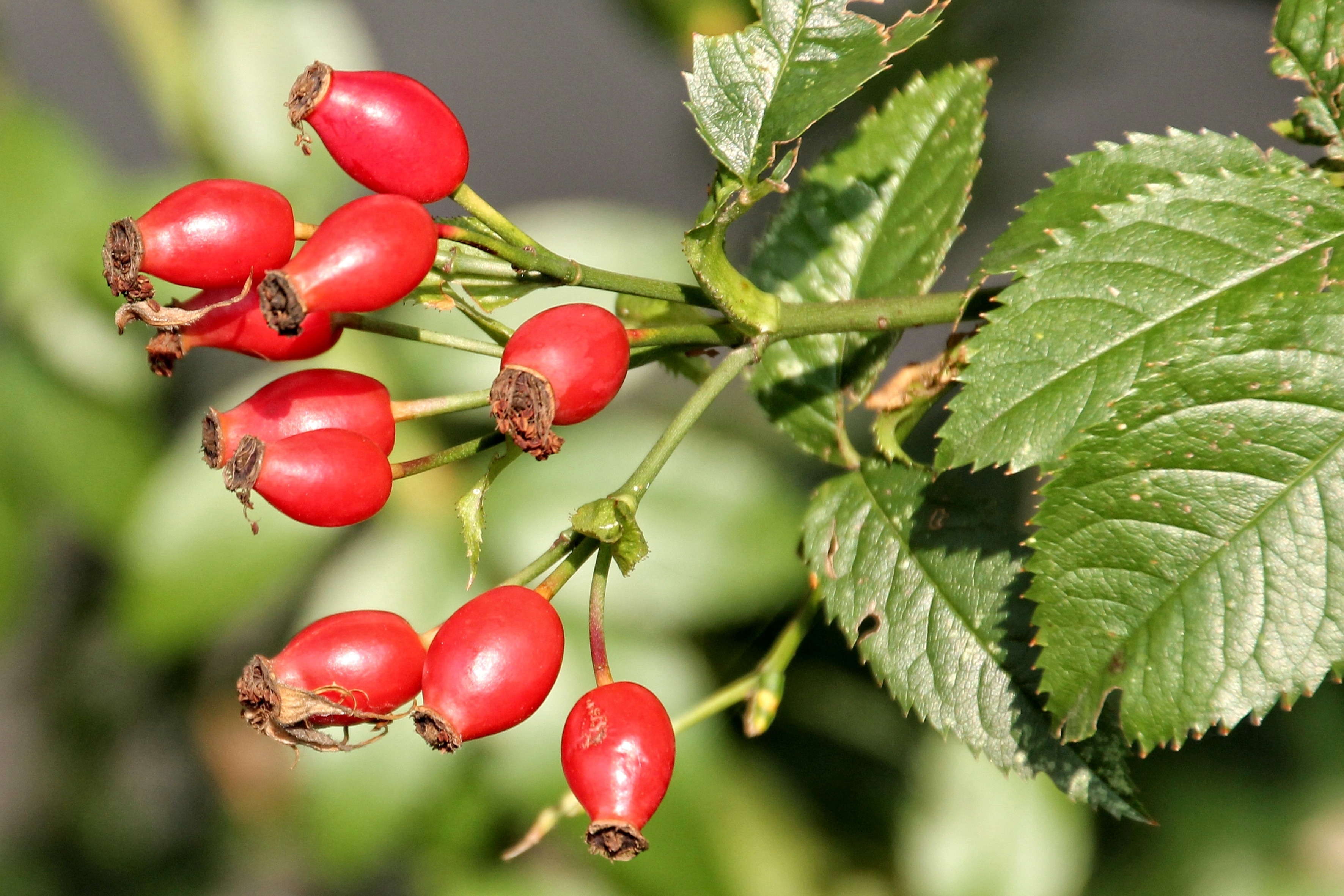 red round fruit plant