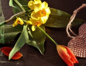 yellow daffodils and red tulips thumbnail