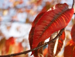 red leaf tree at daytime close up photo thumbnail