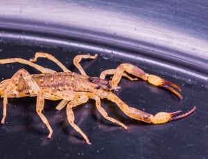 brown scorpion thumbnail