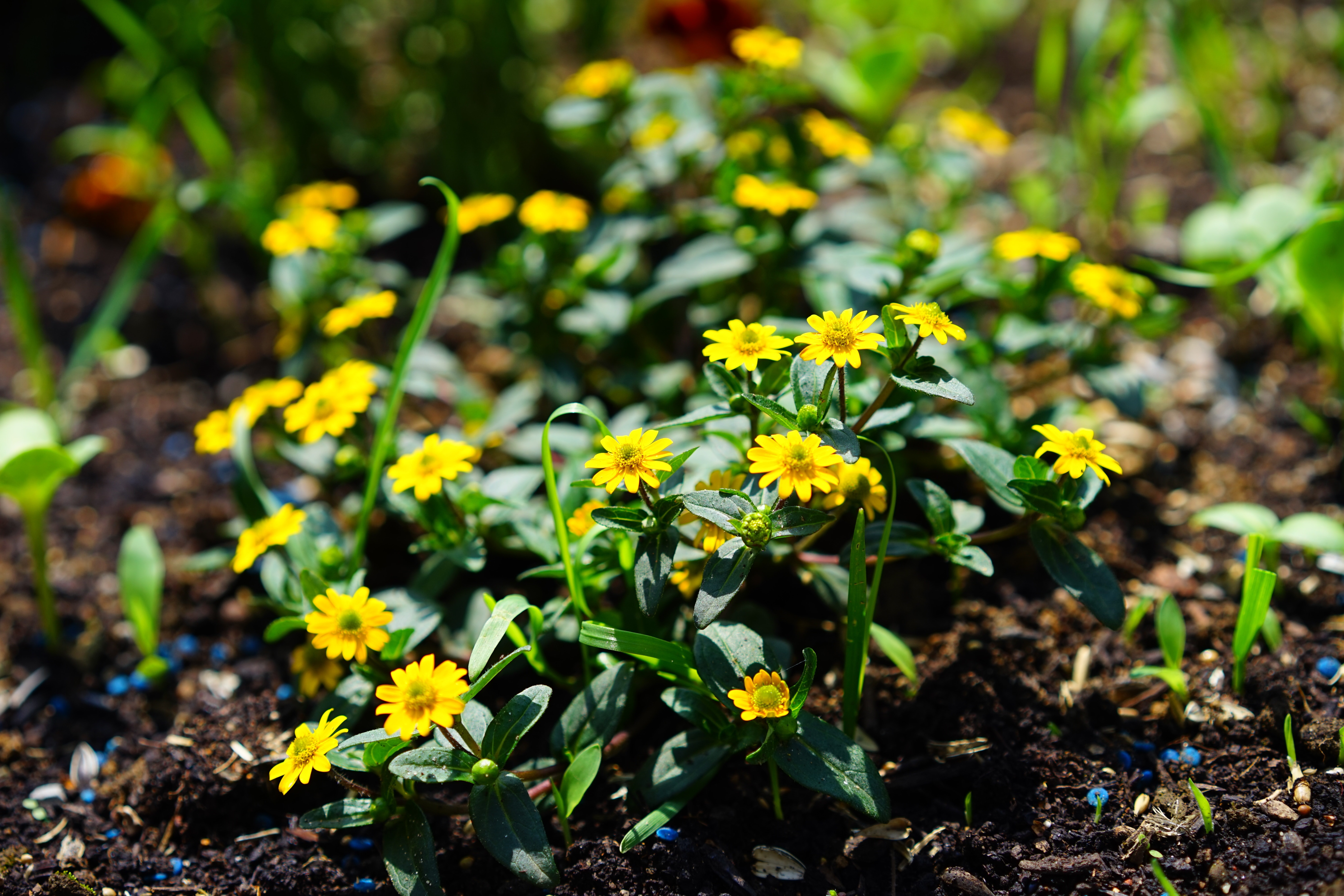 Yellow, Hussar Button, Flowers, flower, growth
