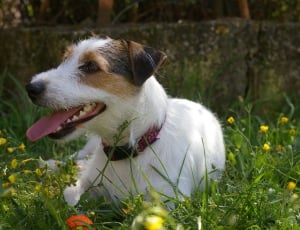 white and tan parson russell terrier thumbnail