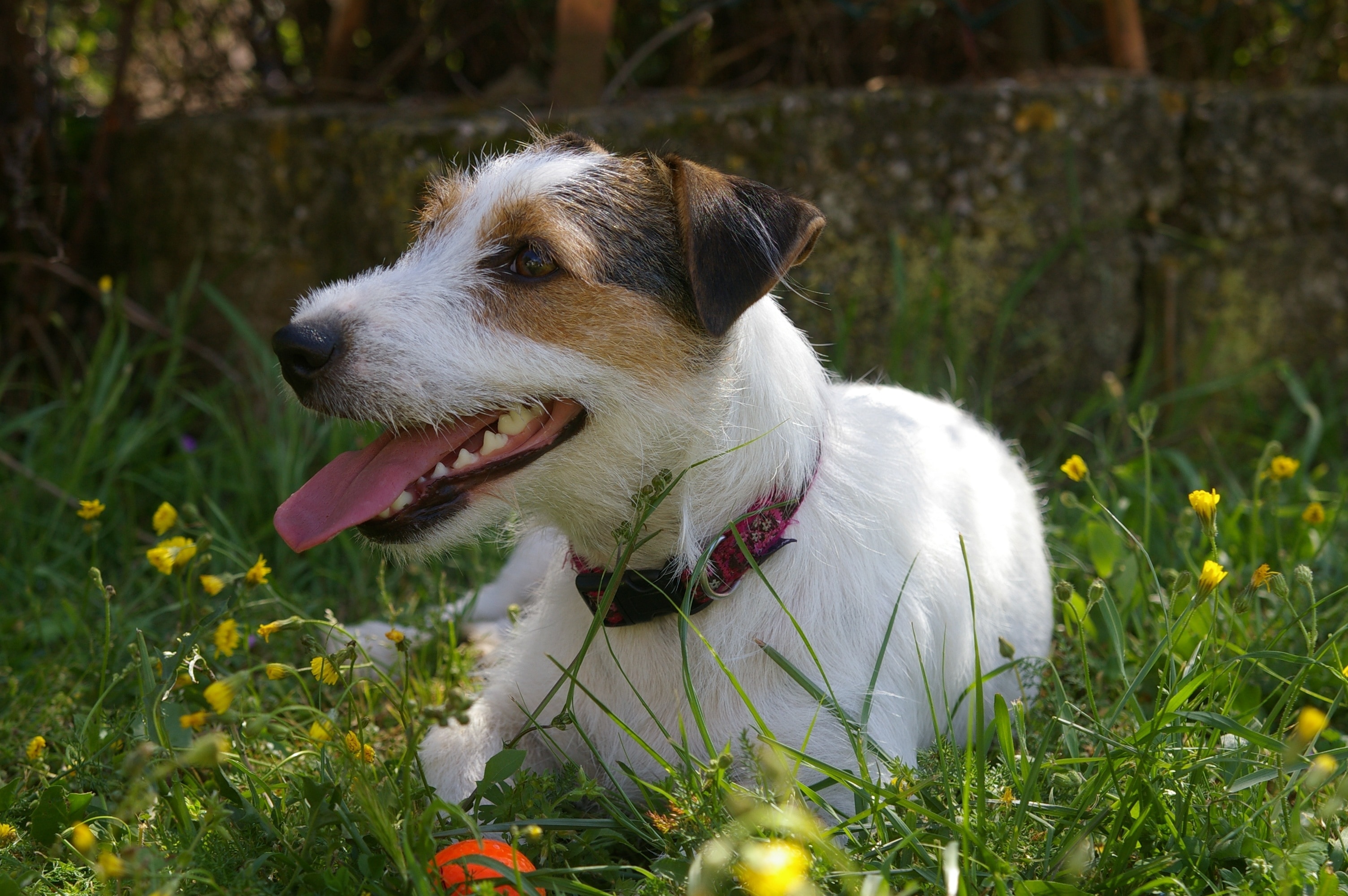 white and tan parson russell terrier