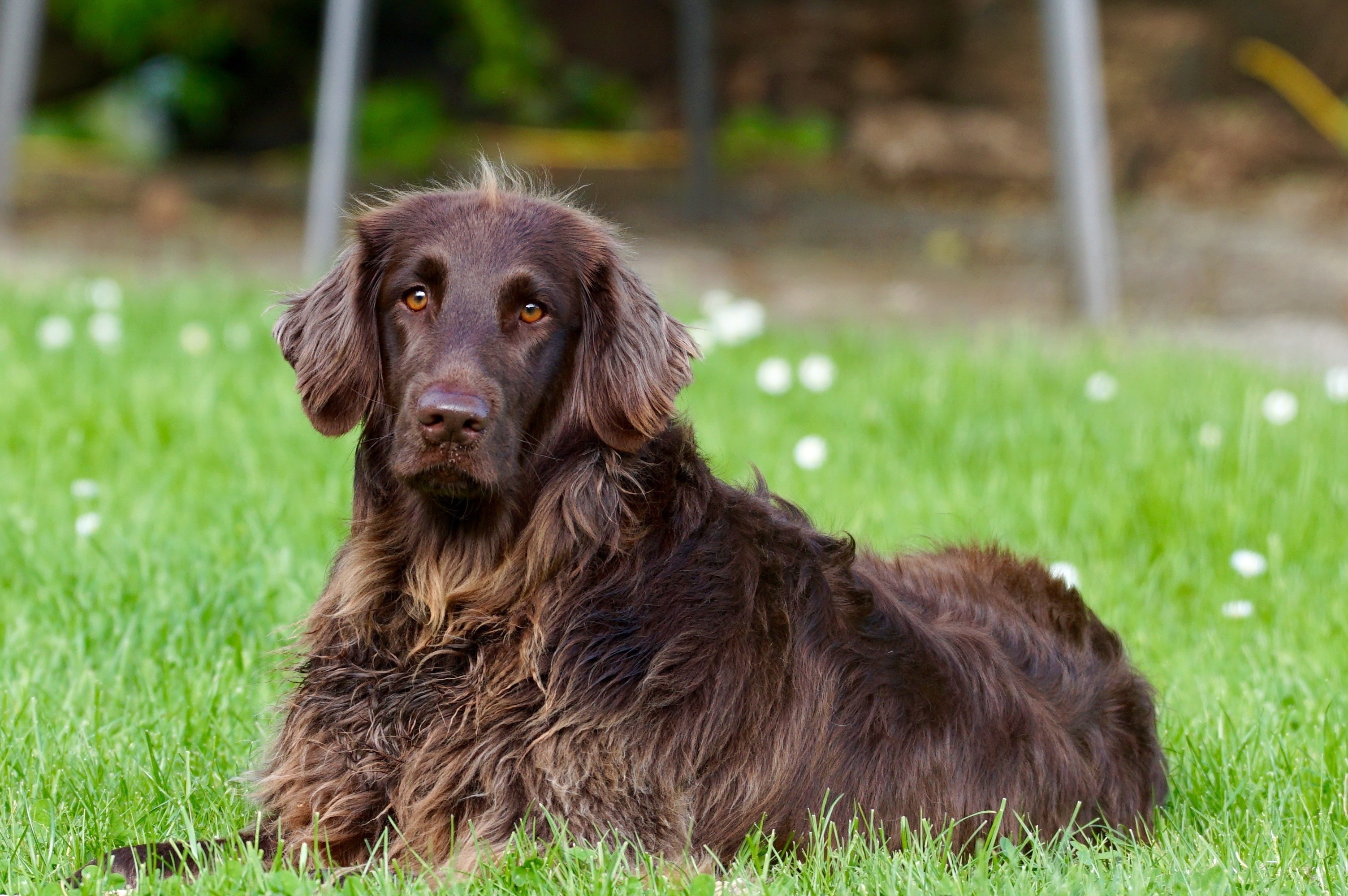 Chocolate retriever long store hair