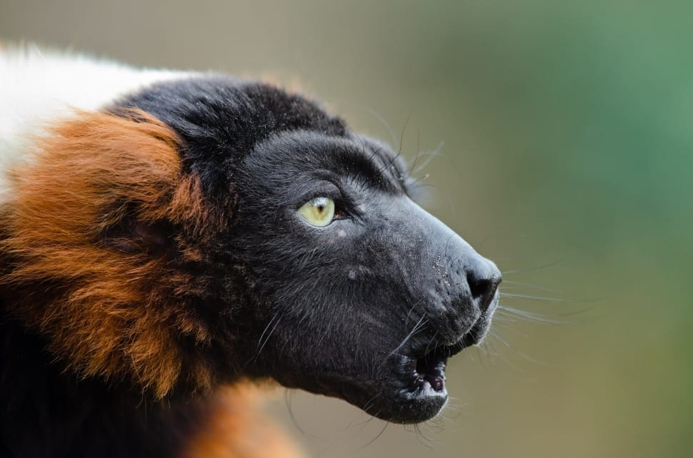 Wildlife, Red Ruffed Lemur, Madagascar, one animal, animal wildlife preview