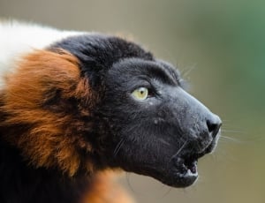 Wildlife, Red Ruffed Lemur, Madagascar, one animal, animal wildlife thumbnail