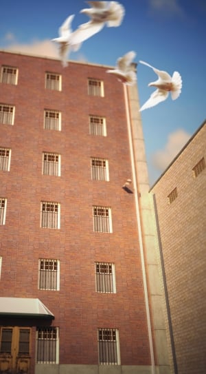 four white pigeons flying near medium rise building thumbnail
