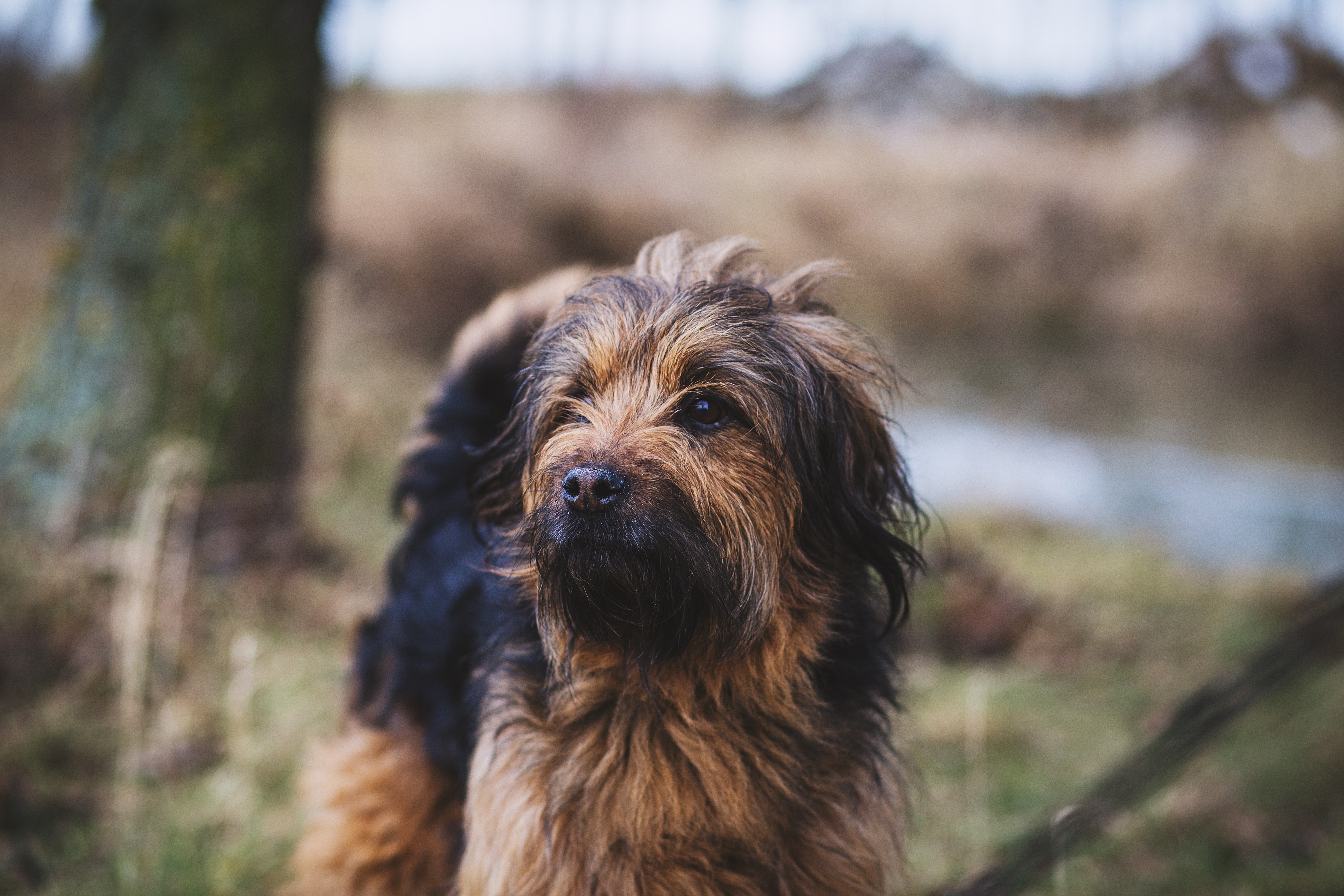 black and brown otterhound