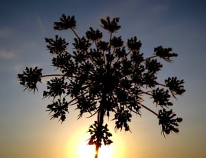 silhouette of a tree thumbnail