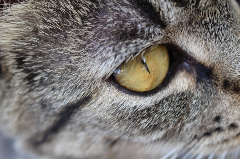 Cat, Tabby, Cute, Kitten, Animals, Eye, one animal, domestic cat preview
